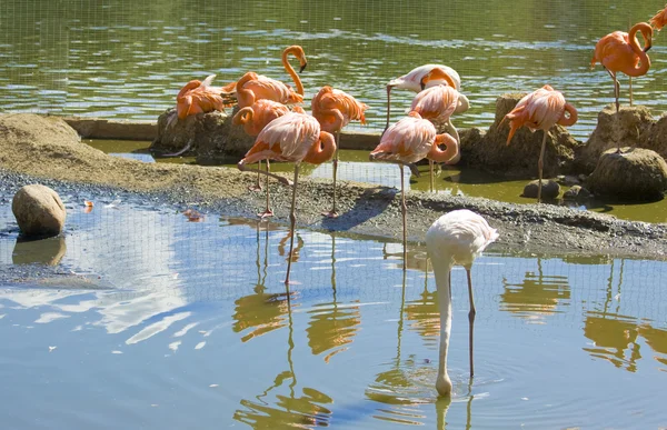 Flamant rose et blanc — Photo