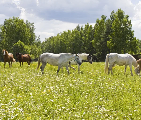 White and brown horses — Stock Photo, Image