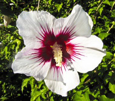 Beyaz hibiscus (Suriye gül)