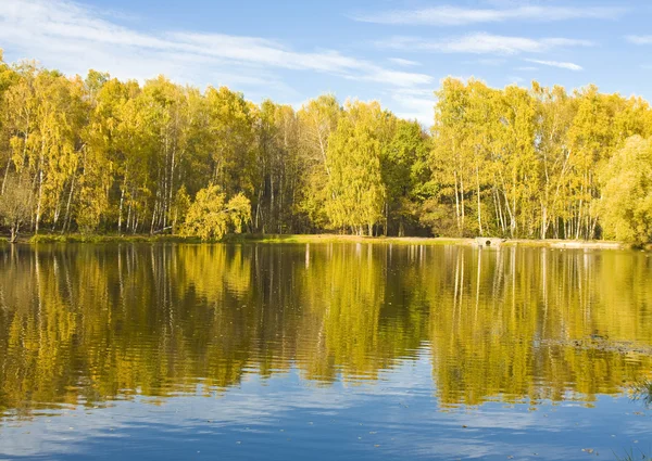 Höst, sjön och Björk skog — Stockfoto