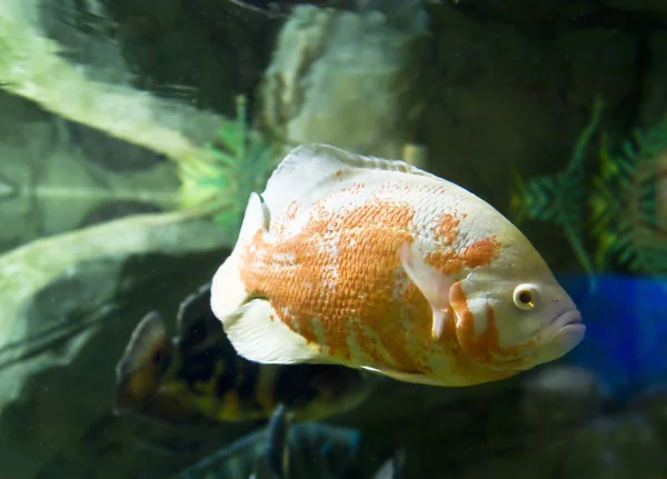 Hal astrnonotus ocellatus — Stock Fotó