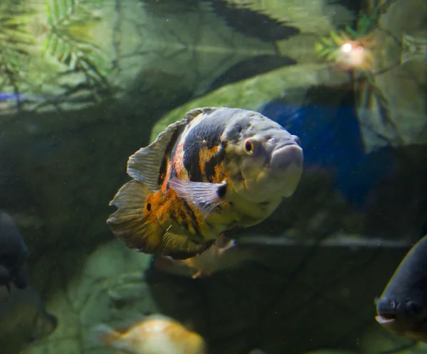 Tropikalna ryba astronotus wielkooki — Zdjęcie stockowe