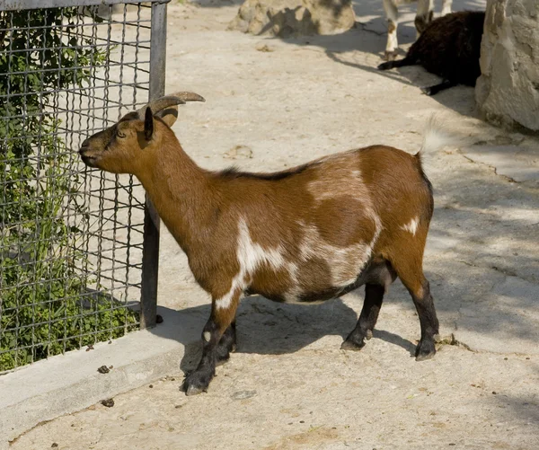 Verkleinerungsziege — Stockfoto