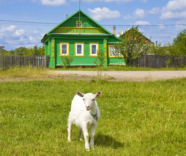 Ziegenbock und Dorfhaus — Stockfoto