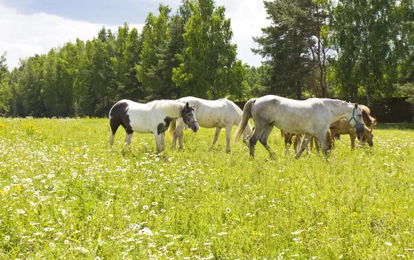 Hvite hester på engen i blomst – stockfoto