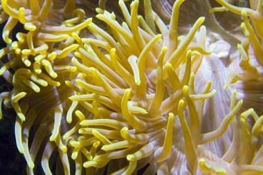 Actinia (deniz anemon çiçeği)