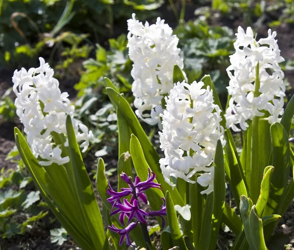 White hyacinth — Stock Photo, Image