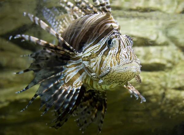 魚ゼブラ — ストック写真