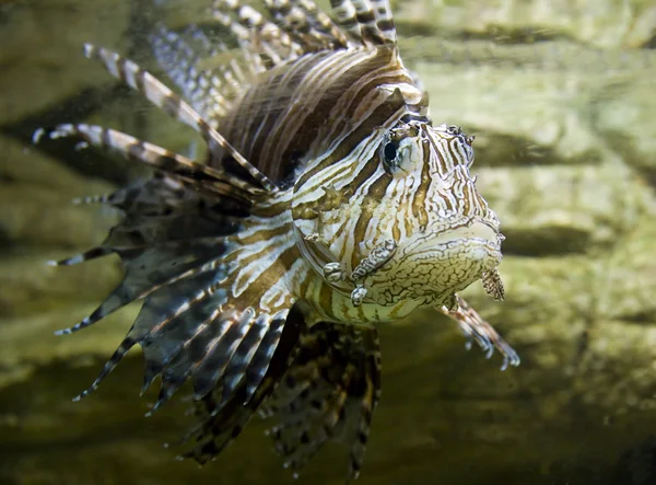 Balık-zebra — Stok fotoğraf