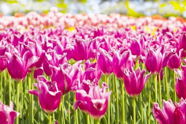 Tulipani rosa sul cielo — Foto Stock
