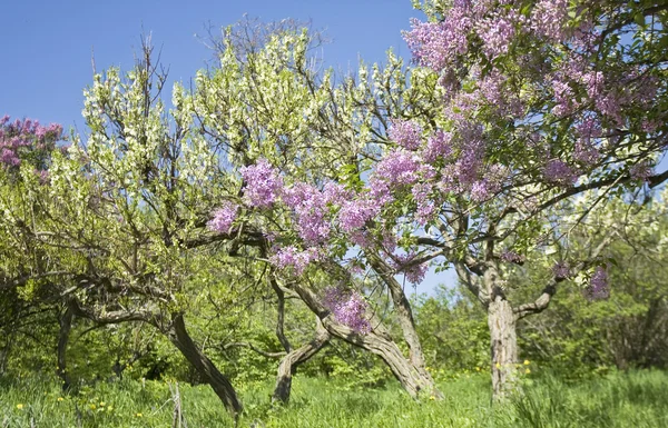 Tuin in bloei — Stockfoto