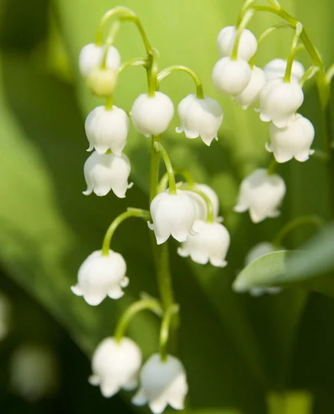 Convallaria (lily of the valley) — Stock Photo, Image