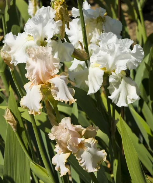 Weiße Schwertlilien — Stockfoto
