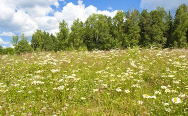 çayır camomiles ile