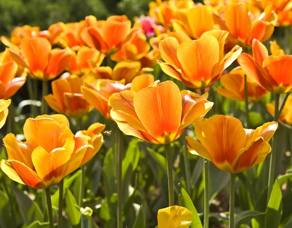 Tulipani giallo-rossi — Foto Stock