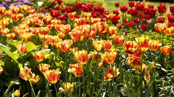 Yellow-red tulips — Stock Photo, Image