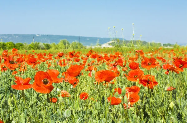 Meadow with red poppies — Stock Photo, Image