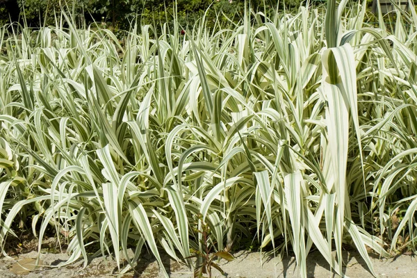 Grama de junco gigante, Arundo donax Variegata — Fotografia de Stock