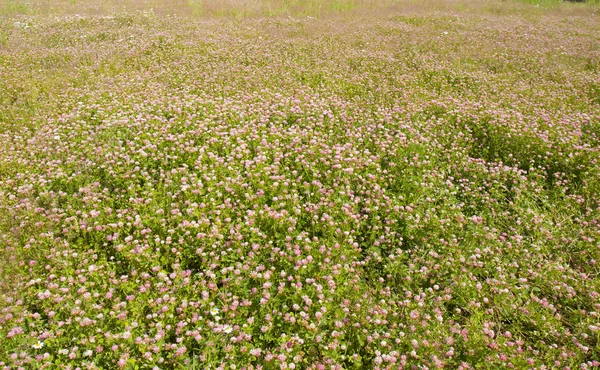 クローバーの牧草地 — ストック写真