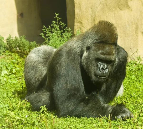 Gorilla — Foto Stock