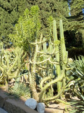 kaktüsler ile Bahçe