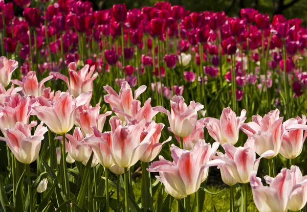 Crimson and pink tulips — Stock Photo, Image