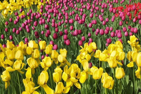 Field with purple and yellow tulips — Stock Photo, Image