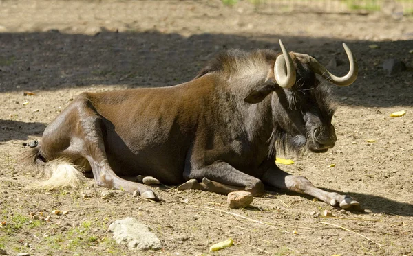 Siyah wildebeest — Stok fotoğraf