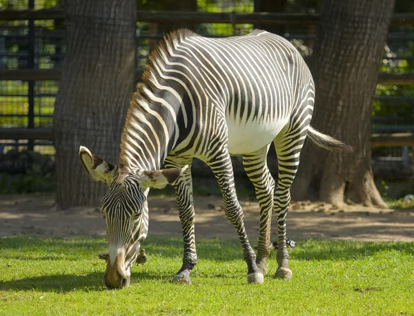 Zebra — Zdjęcie stockowe