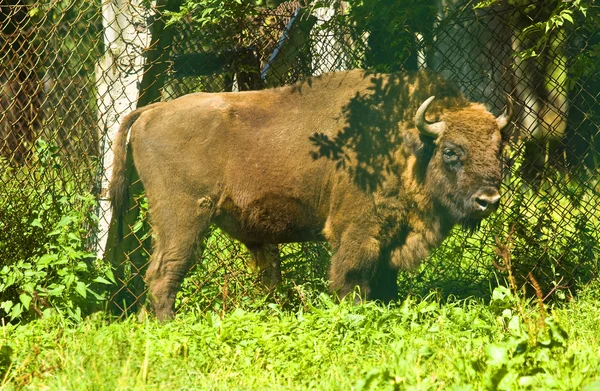 Bonasus de bisonte —  Fotos de Stock