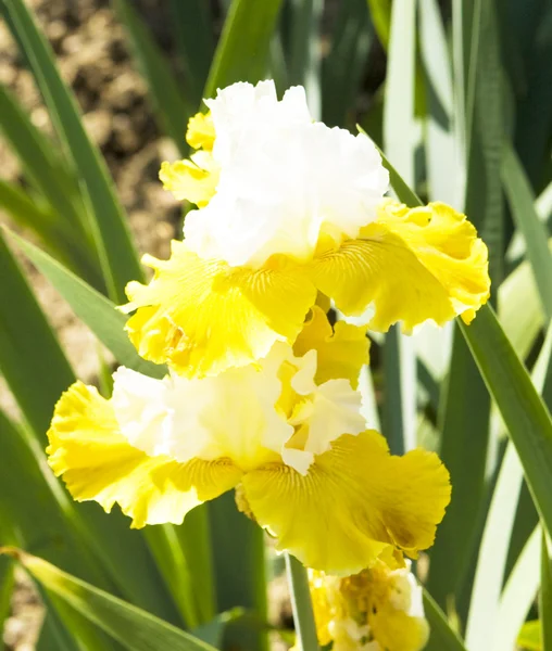 Dos iris de colores blanco y amarillo —  Fotos de Stock
