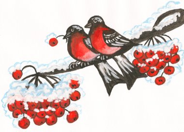 iki bullfinches, boyama