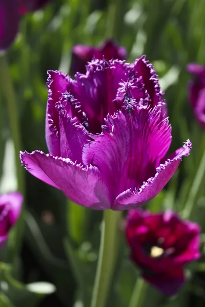 Violet tulip — Stockfoto