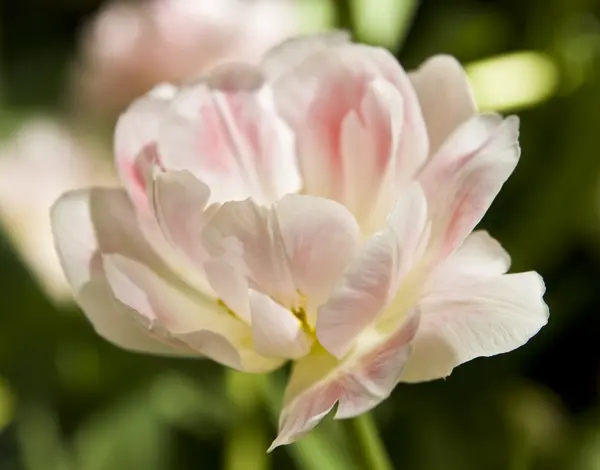 Roze-wit tulip — Stockfoto