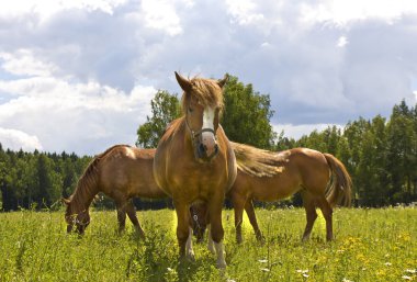 çayır üzerinde üç kahverengi at
