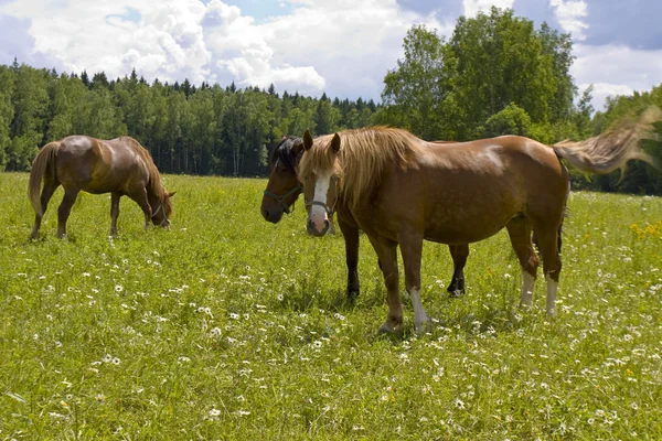 Hnědé koně na louce — Stock fotografie