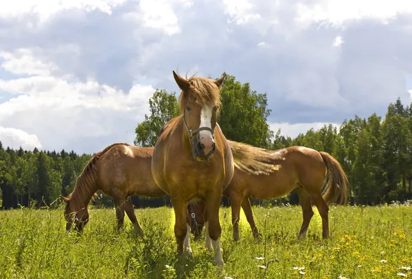 Tre cavalli marroni sul prato — Foto Stock