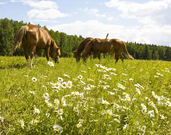 Horses on meadow with camomiles — Stock Photo, Image