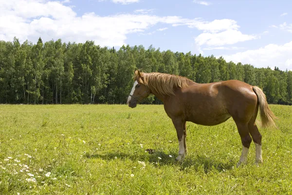 Kahverengi at üstünde bir çayır — Stok fotoğraf
