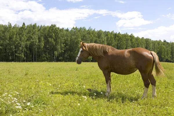 Cheval brun sur une prairie — Photo