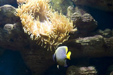 Balık-melek (balık-İmparator) ve actinia (deniz anemon)