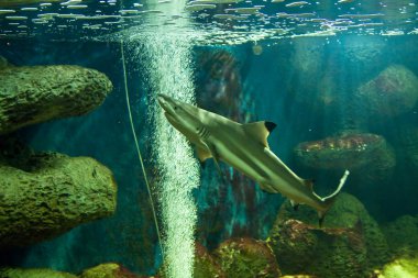 resif köpekbalığı