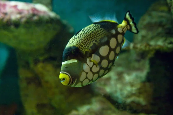 Clown-Drückerfisch — Stockfoto