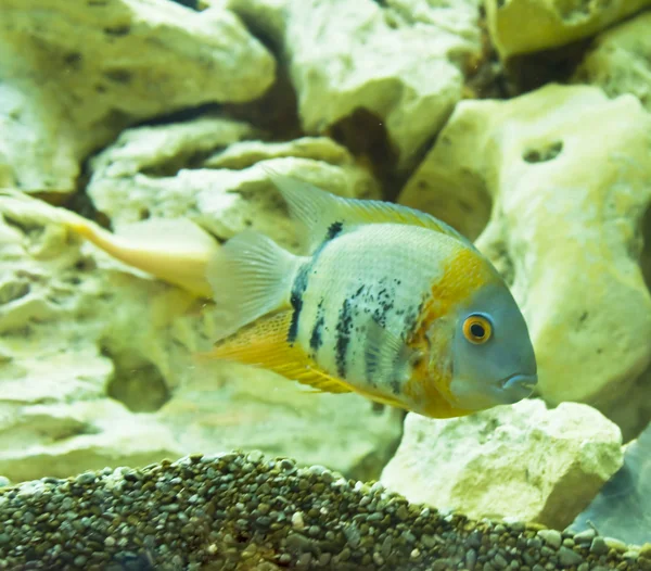 Риба цихлід auru — стокове фото
