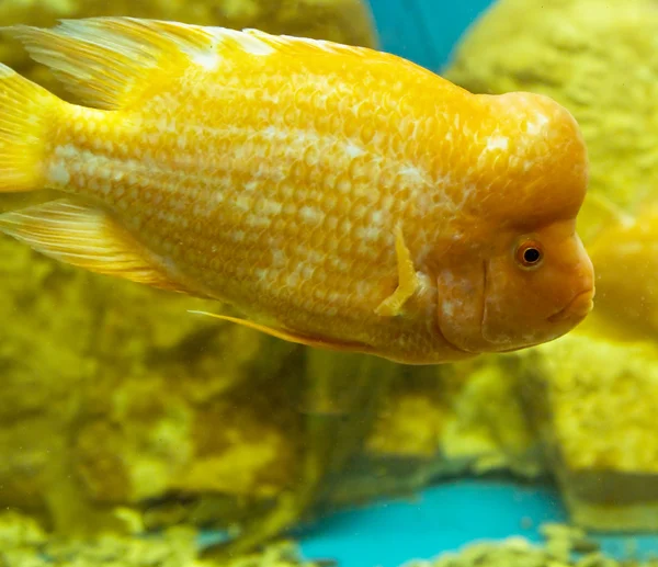 Citroen cichlid — Stok fotoğraf