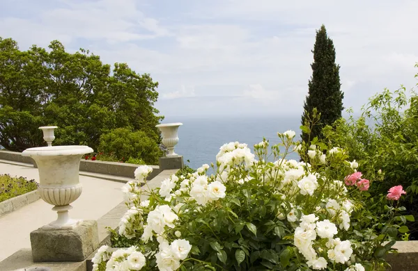 Jardín de rosas en la costa — Foto de Stock