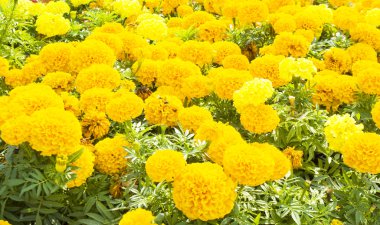 Sarı marigolds