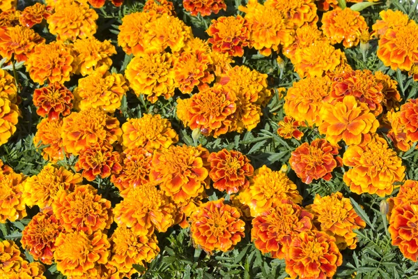 Orange marigolds — Stock Photo, Image