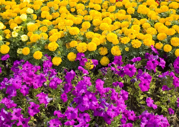 Yellow marigolds and violet petunia — Stock Photo, Image