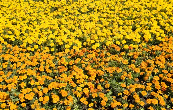 Orange och gula ringblommor — Stockfoto